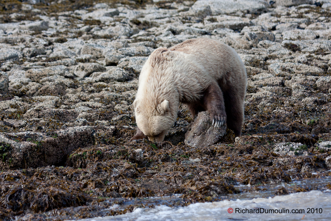 GRIZZLY BEAR